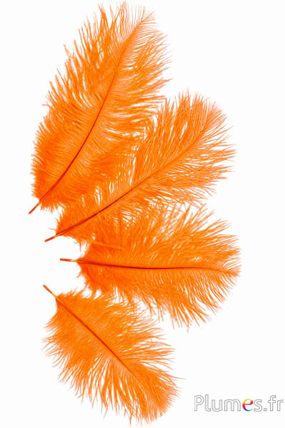 Strauss - 13-18 cm - orange